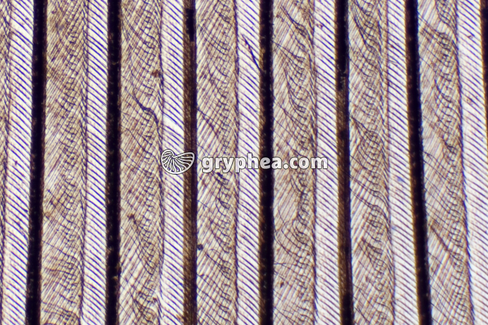 Plume (détail des barbules) x25 - gryphea.org